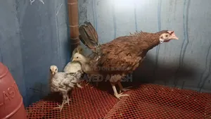 সিল্কি মুরগির বাচ্চা