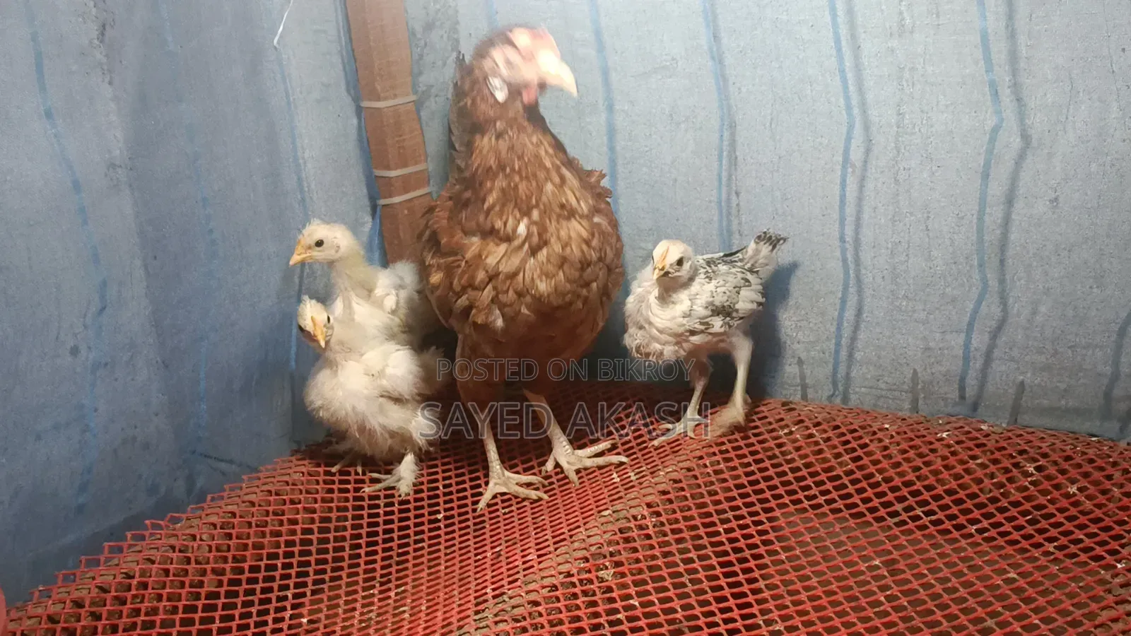 Silkie Chicken Chicks