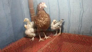 Silkie Chicken Chicks