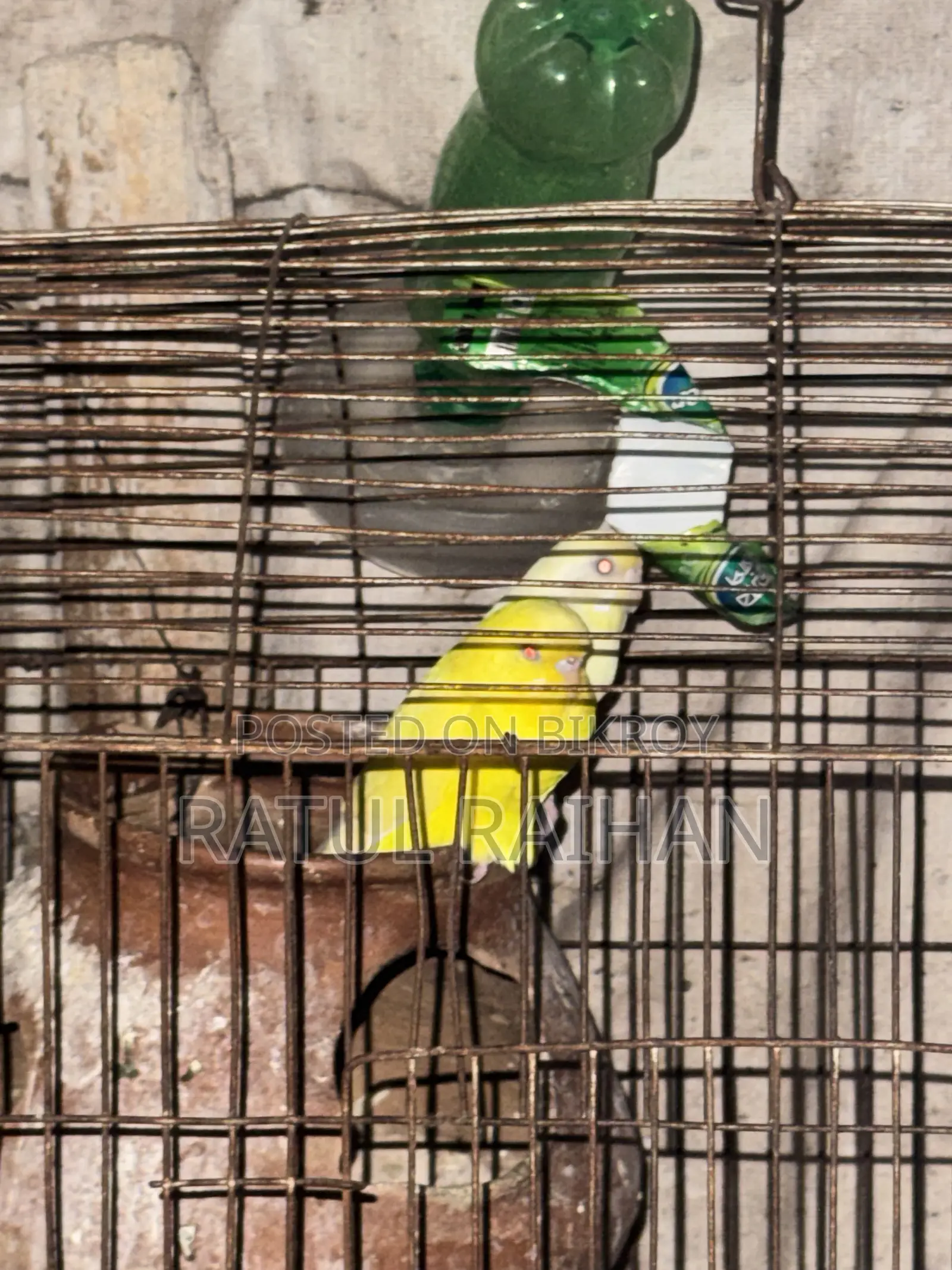 Running Red Eye Budgies