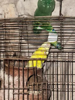 Running Red Eye Budgies