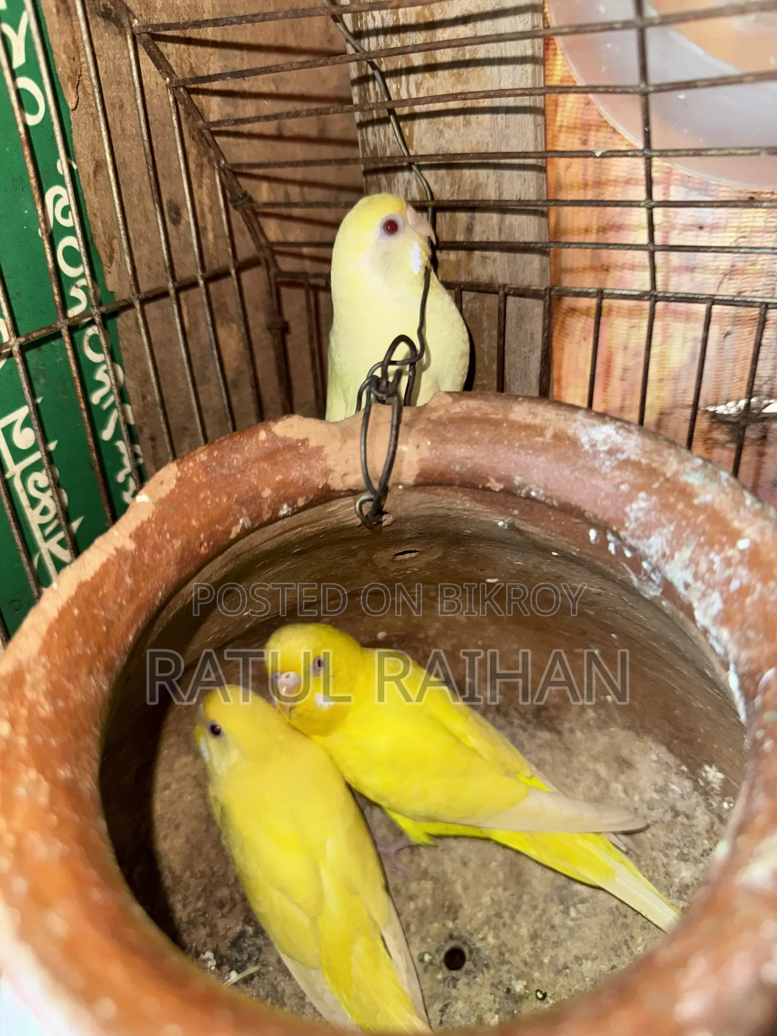 Running Red Eye Budgies