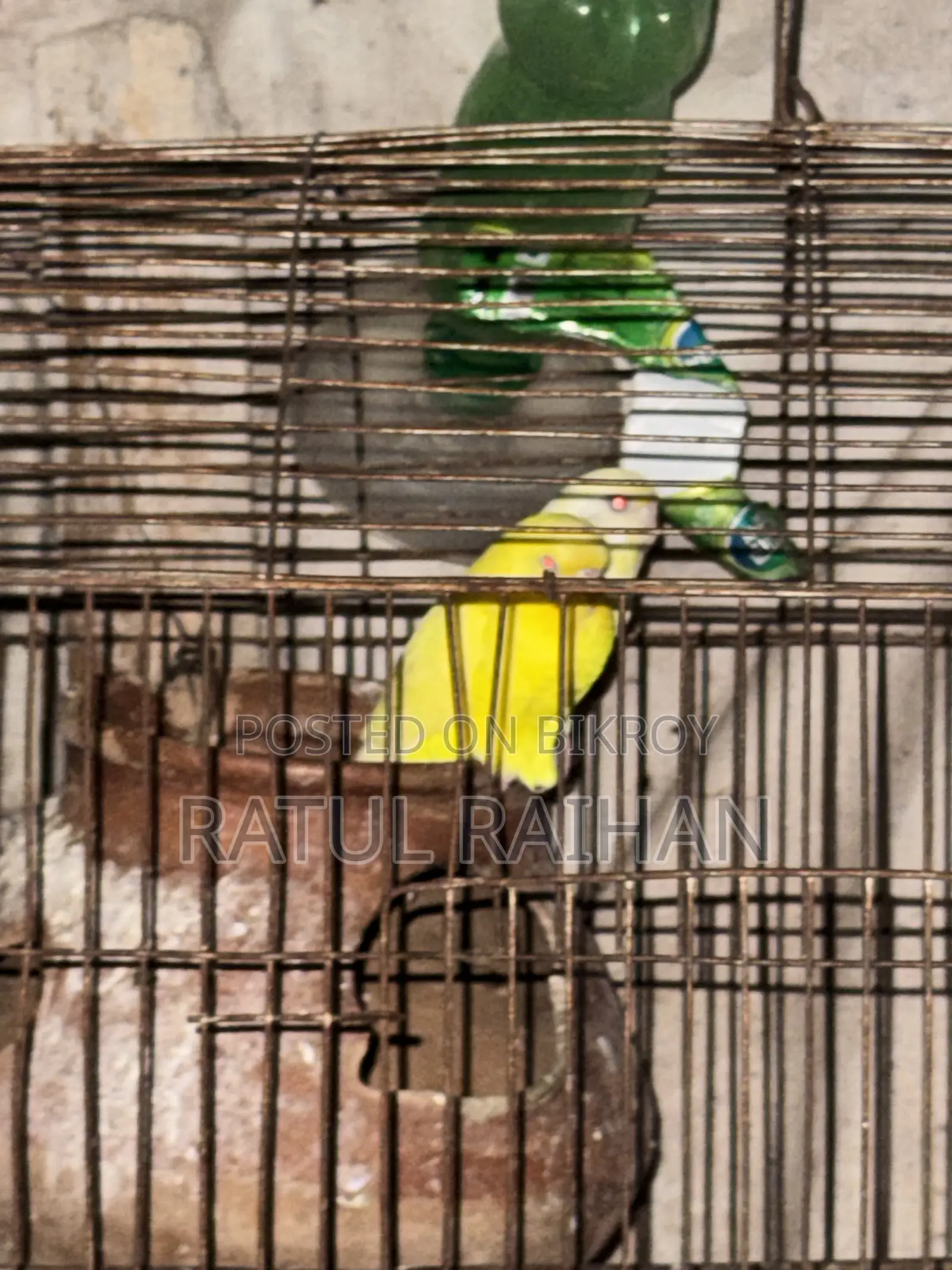 Running Red Eye Budgies