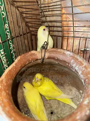 Running Red Eye Budgies