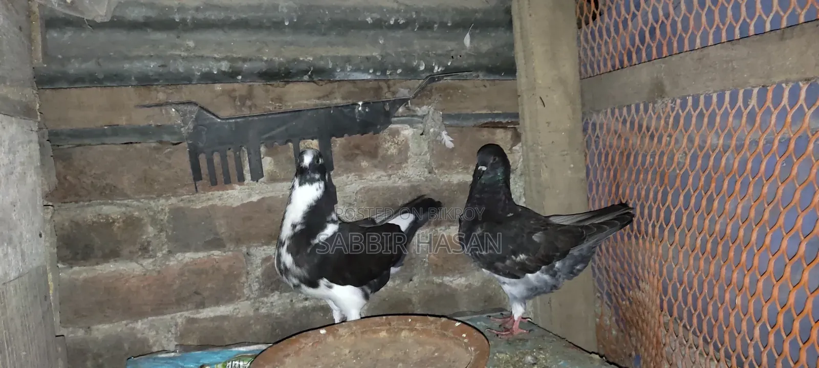 সো কিং কবুতরের বাচ্চা বিক্রি করা হবে