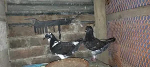 সো কিং কবুতরের বাচ্চা বিক্রি করা হবে