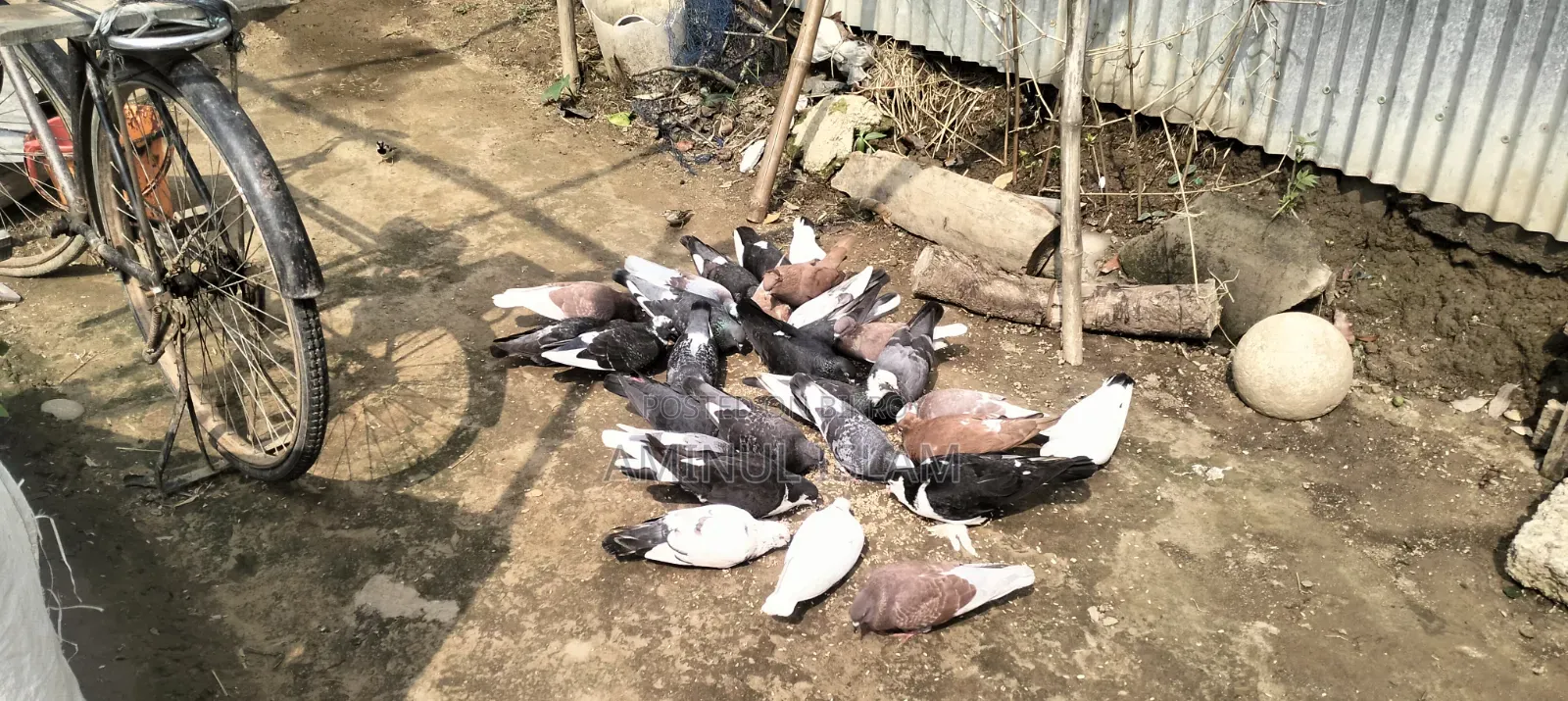 দেশি কবুতর