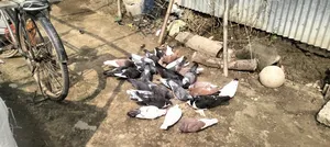 দেশি কবুতর