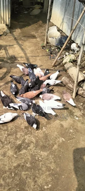 দেশি কবুতর