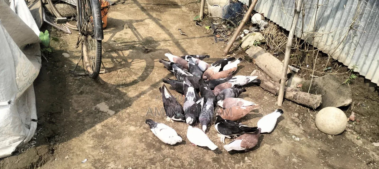দেশি কবুতর