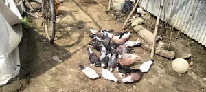 দেশি কবুতর