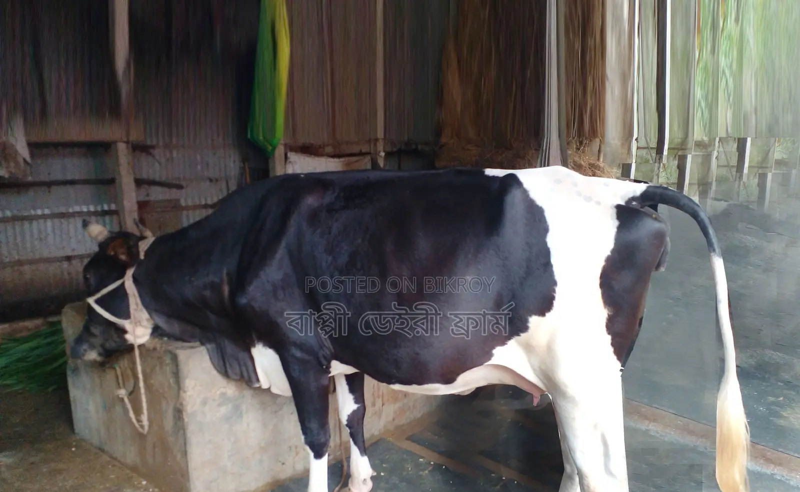 Cow No. 1261 for Sale