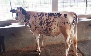 Improved Breed Bull Calf No. 1262 for Sale