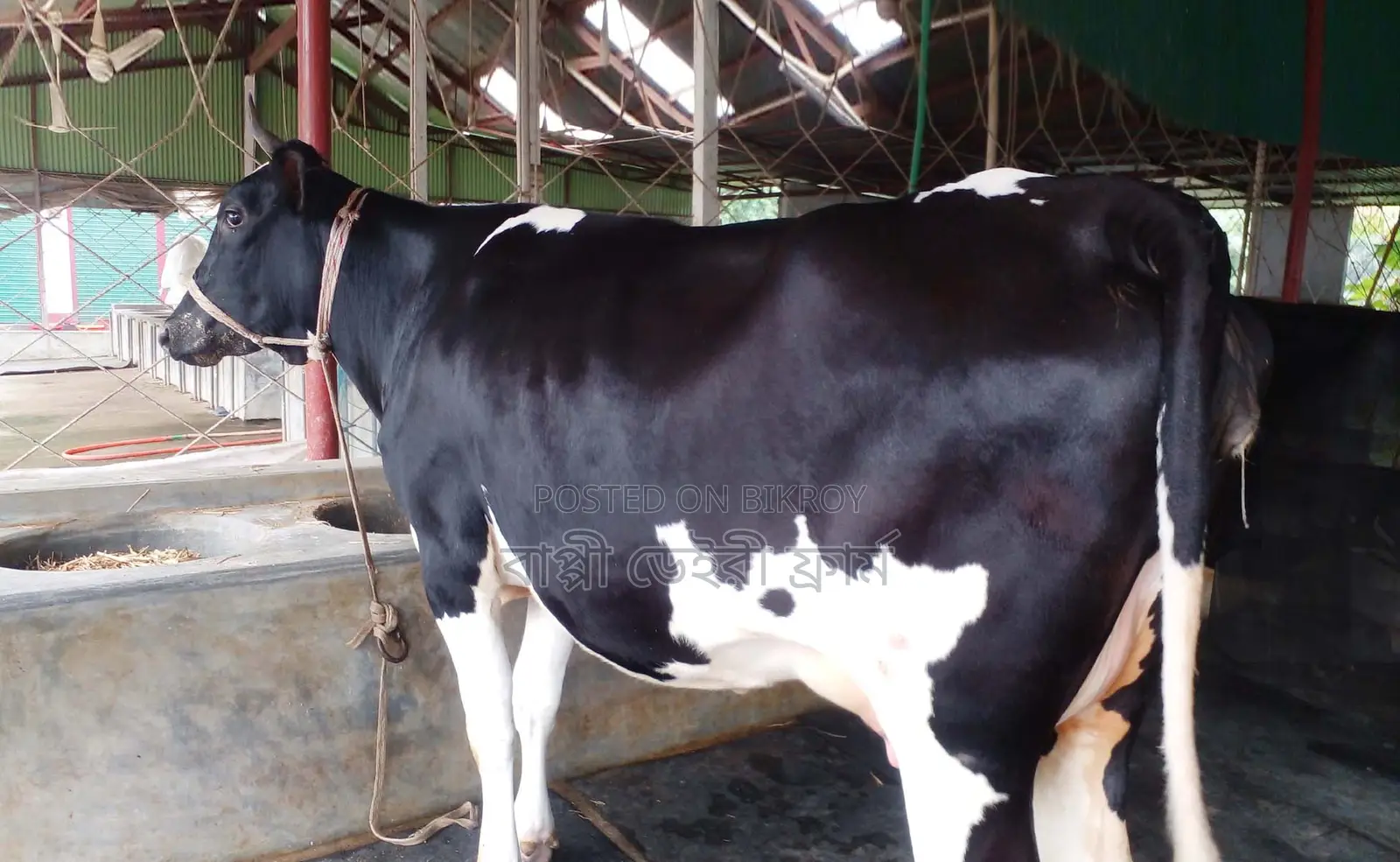 Buy a high-quality cow for rearing, it will be a good choice (Listing No. 1263).