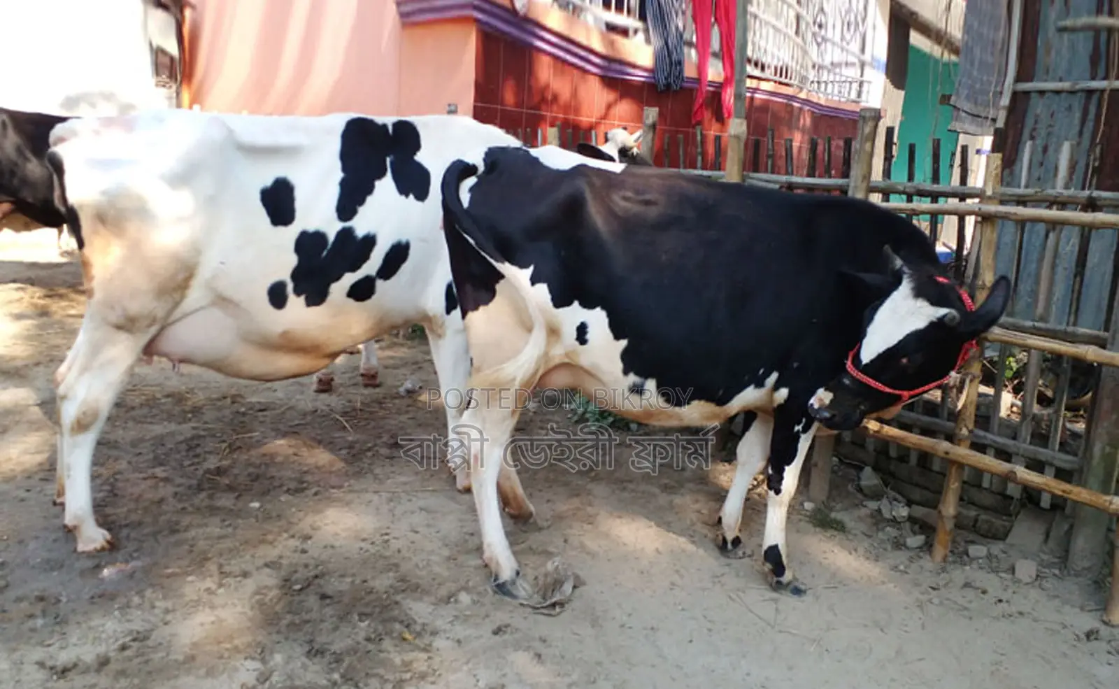 2 high-quality cows for sale, high milk yield (Listing No. 1264).