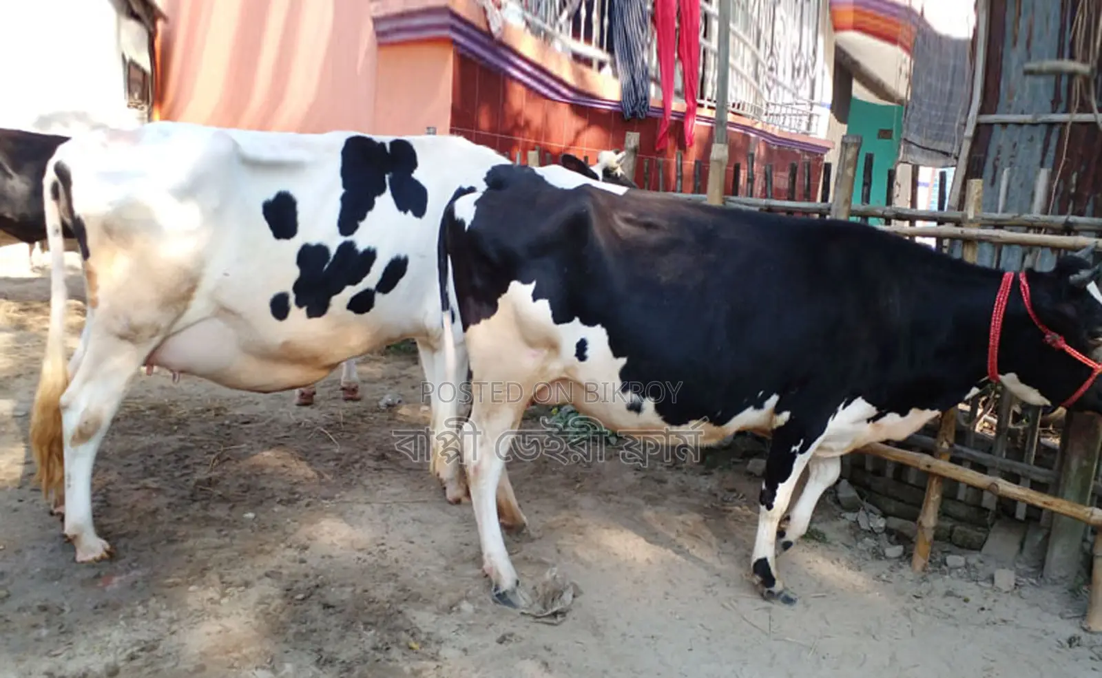2 high-quality cows for sale, high milk yield (Listing No. 1264).