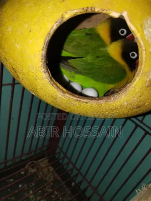Running Love Bird