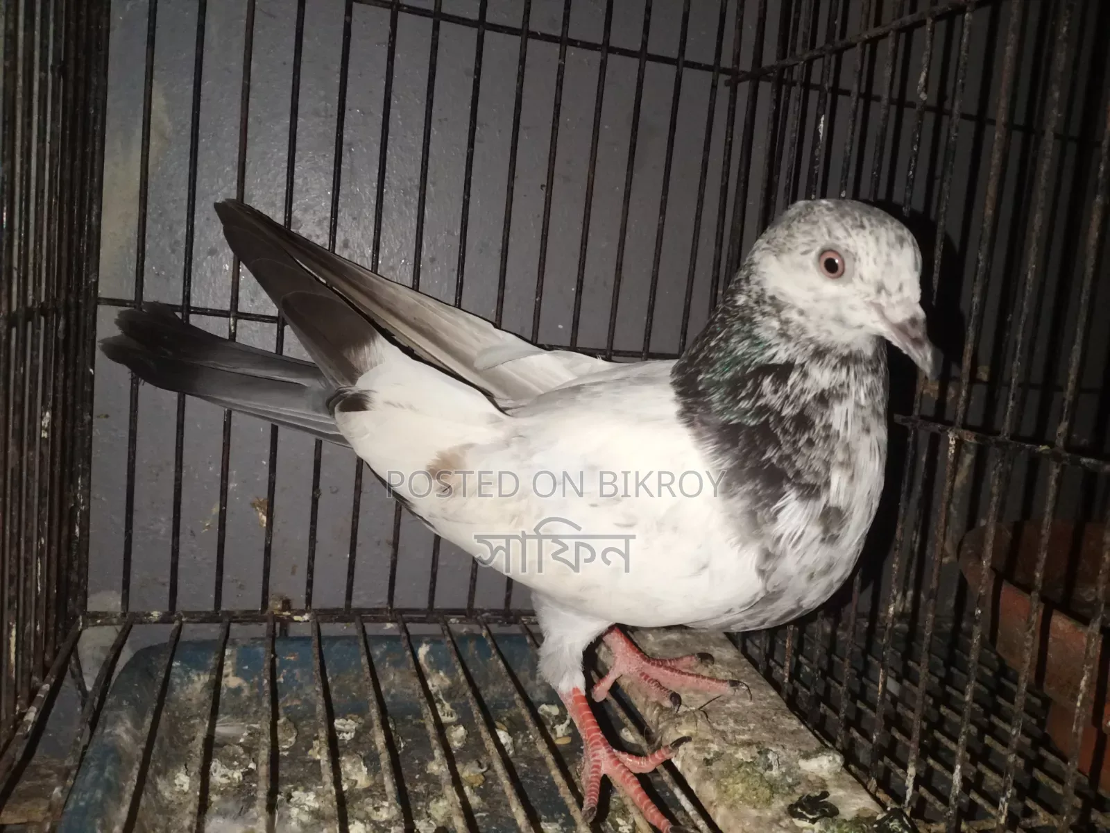 মাদি কবুতর
