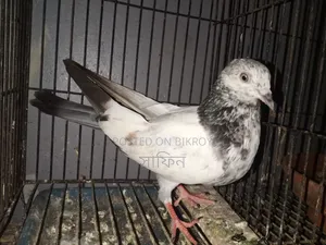 মাদি কবুতর