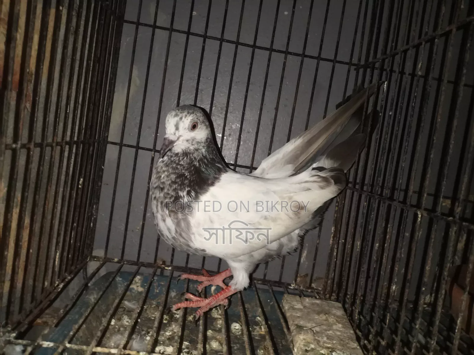 মাদি কবুতর