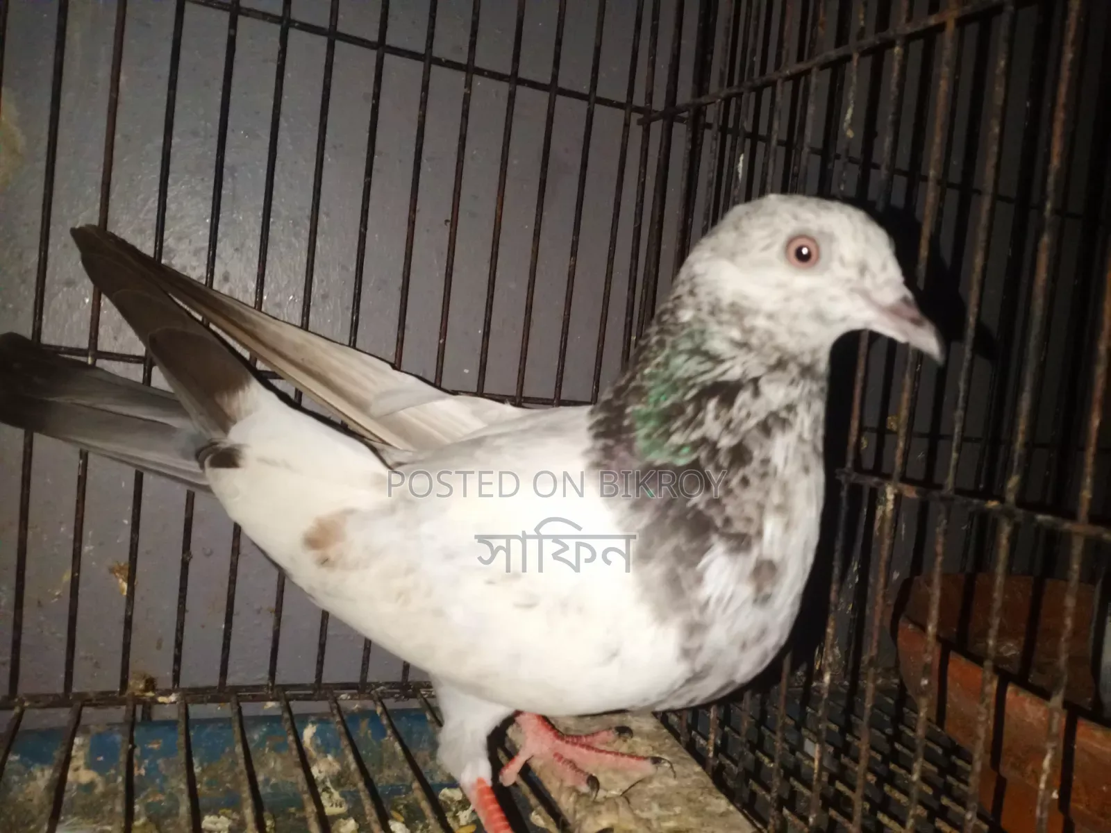 মাদি কবুতর