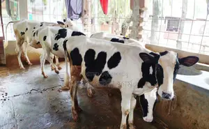 ১২৬৫ নং ৪টি বকনা বাছুর বিক্রয় হবে অল্প দামে।