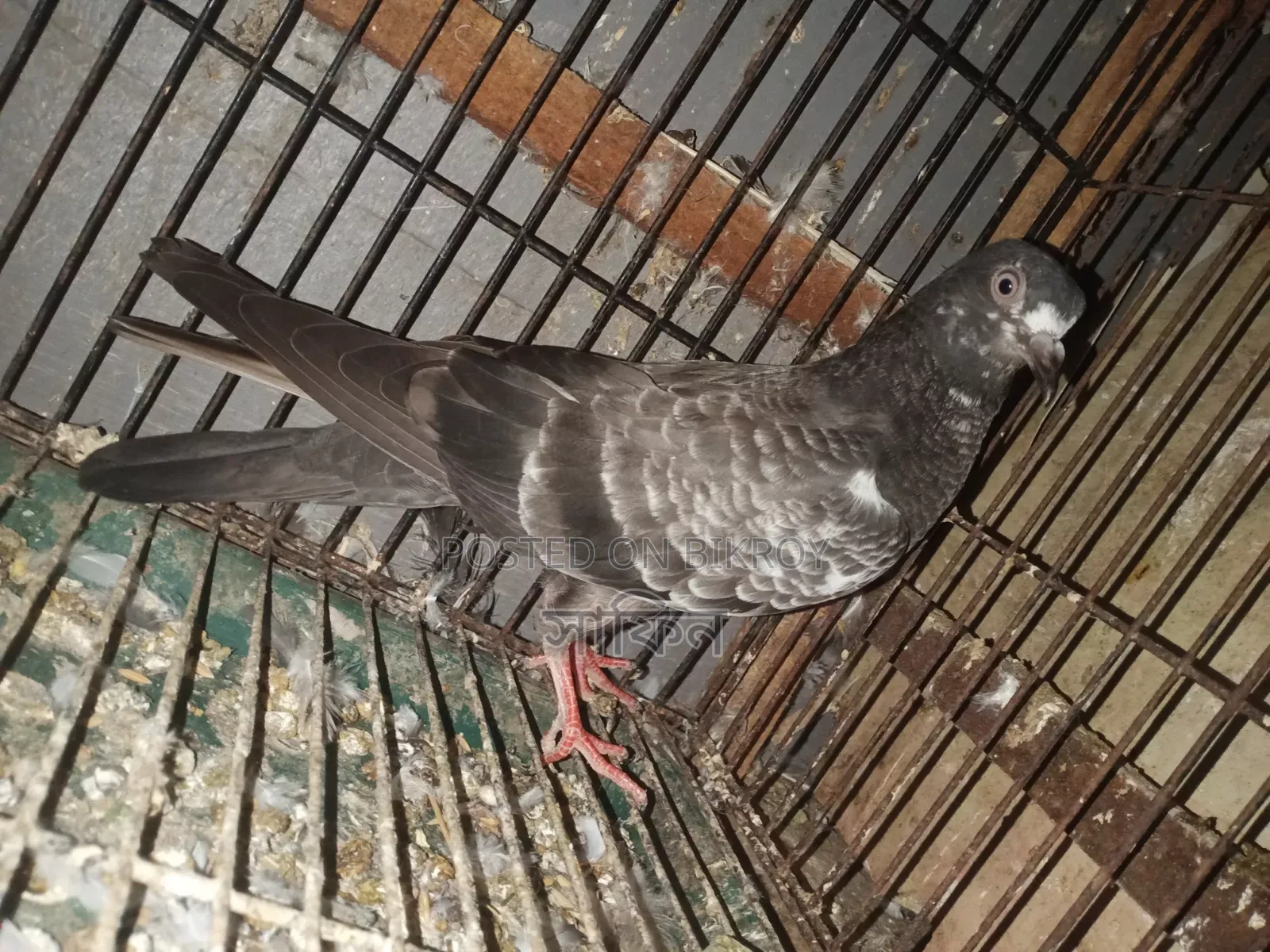 পাকিস্তানি মাদি কবুতর