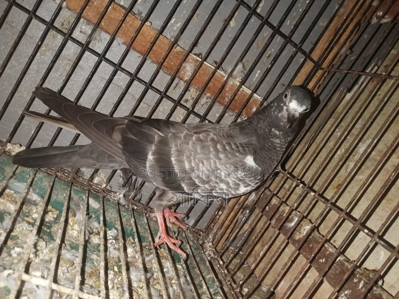 পাকিস্তানি মাদি কবুতর