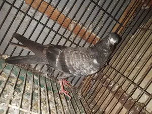 পাকিস্তানি মাদি কবুতর