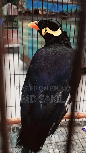 Talking Myna Bird