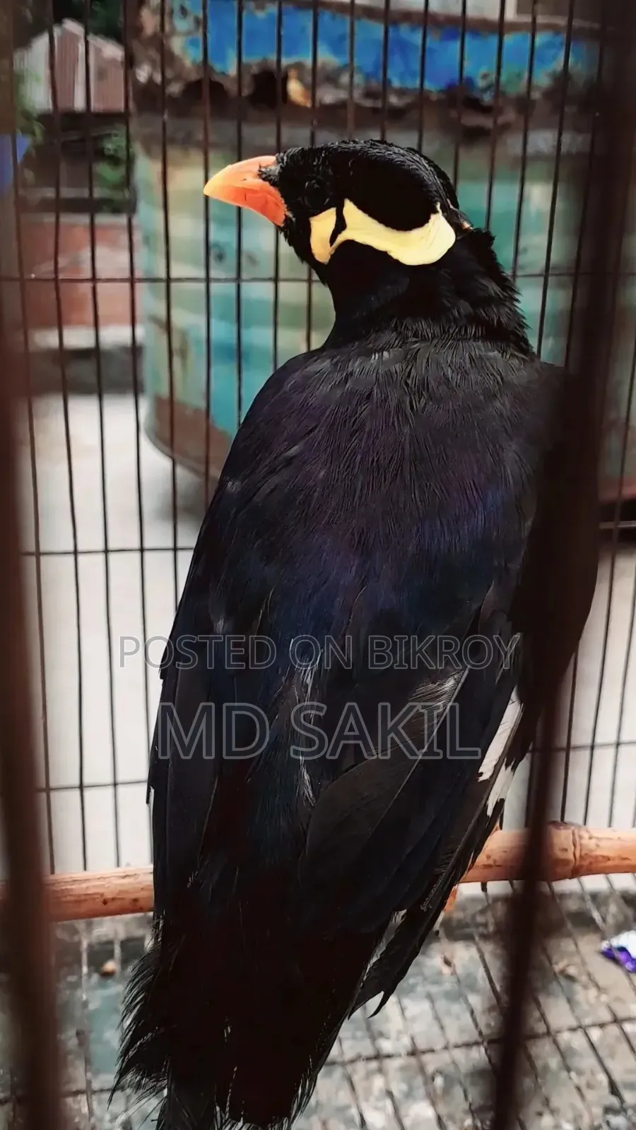 Talking Myna Bird