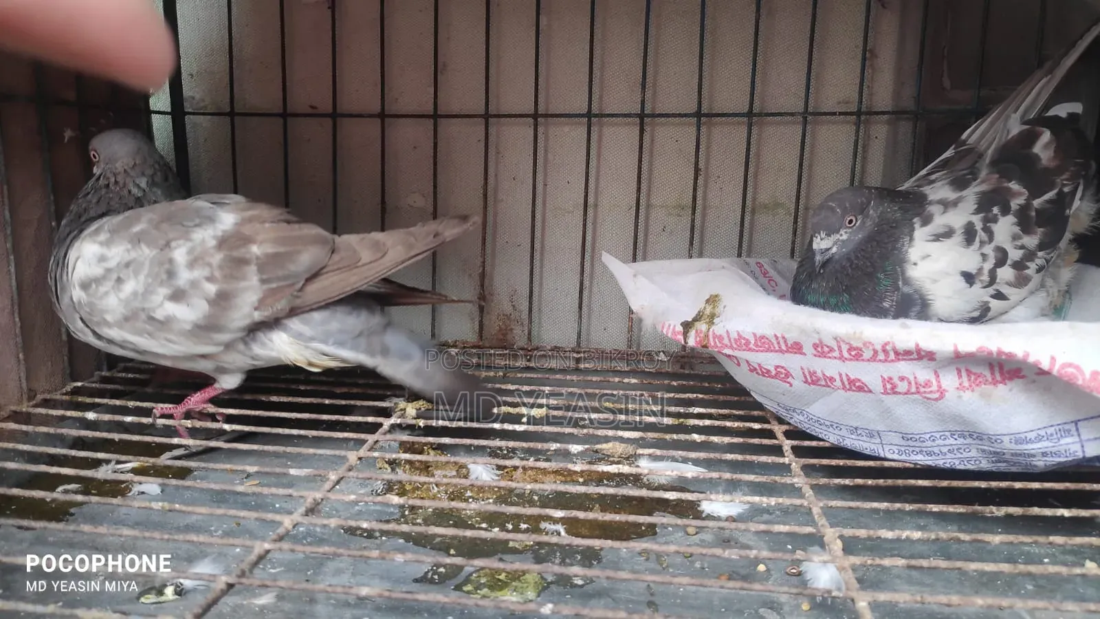 Giribaz Pigeon