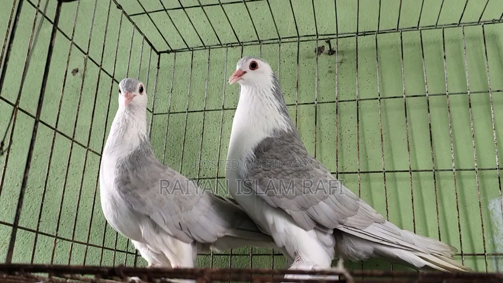 লাহরী কবুতর বিক্রি করা হবে