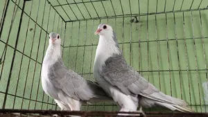 লাহরী কবুতর বিক্রি করা হবে
