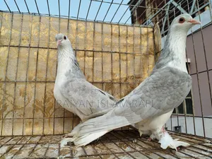 লাহরী কবুতর বিক্রি করা হবে