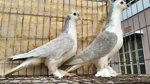 লাহরী কবুতর বিক্রি করা হবে