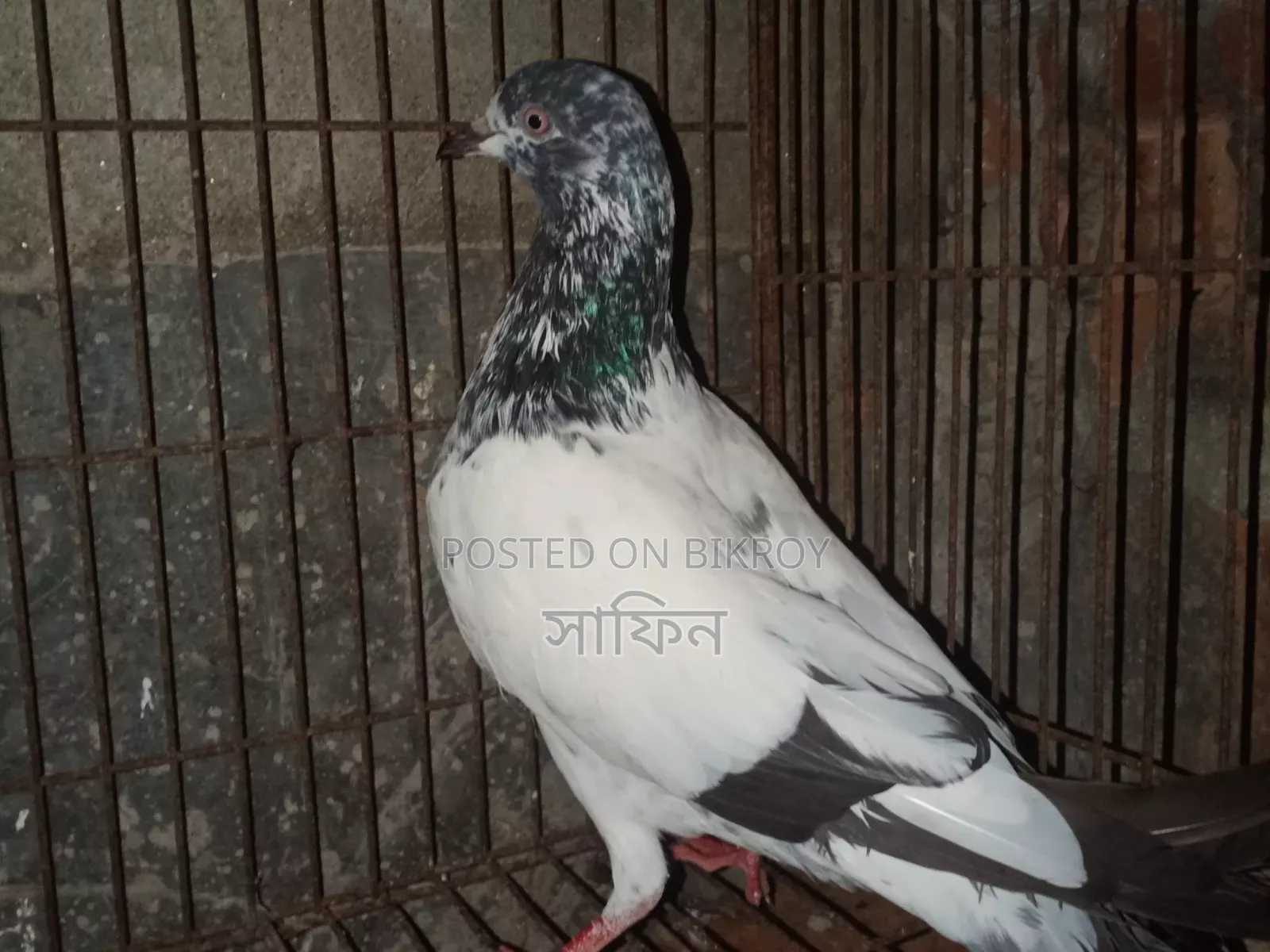 Running Male Teddy Pigeon