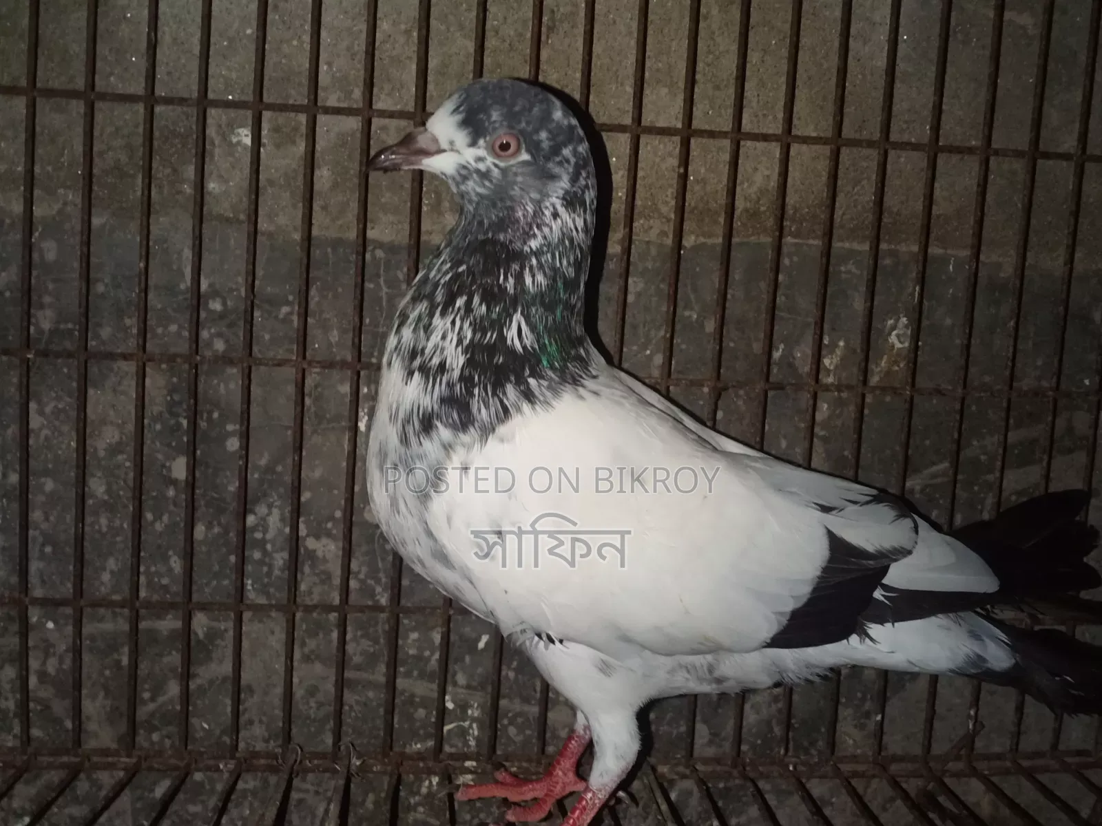 Running Male Teddy Pigeon
