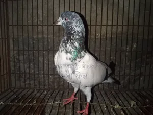 Running Male Teddy Pigeon