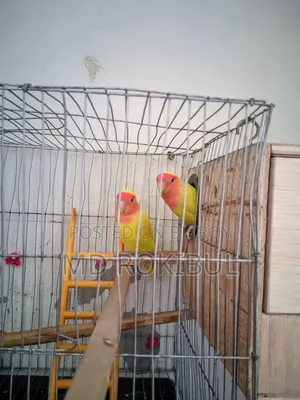Lovebird