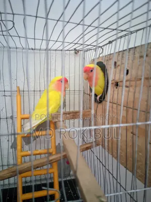 Lovebird