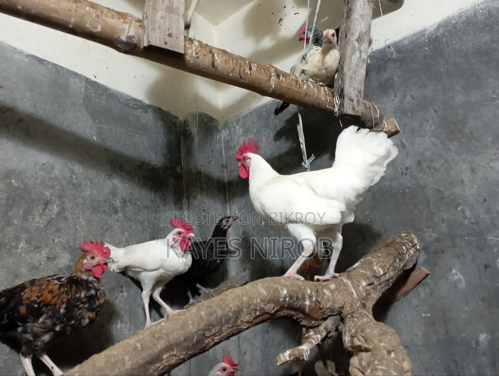 দেশি মুরগি ৩ মাস ২০ দিন