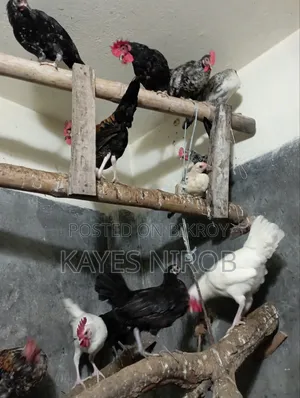 দেশি মুরগি ৩ মাস ২০ দিন