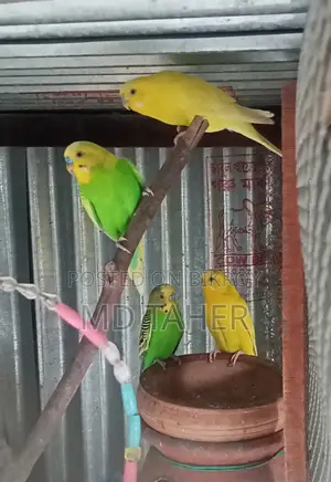 2 pairs of Budgie birds