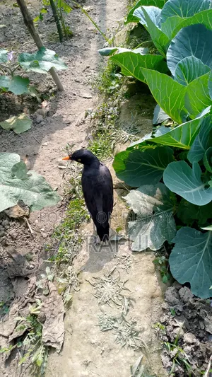 Birds for sale