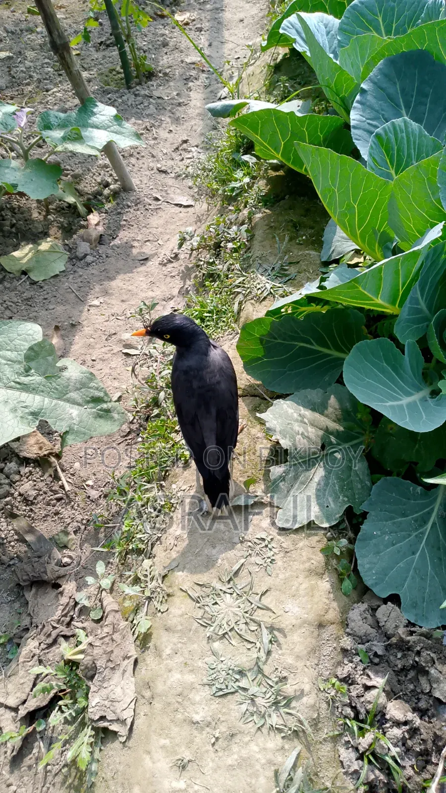 পাখি বিক্রি করা হবে