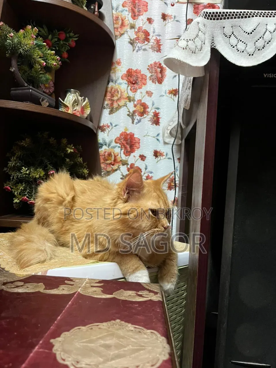 1+ Year Male Purebred Persian