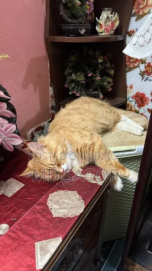 1+ Year Male Purebred Persian