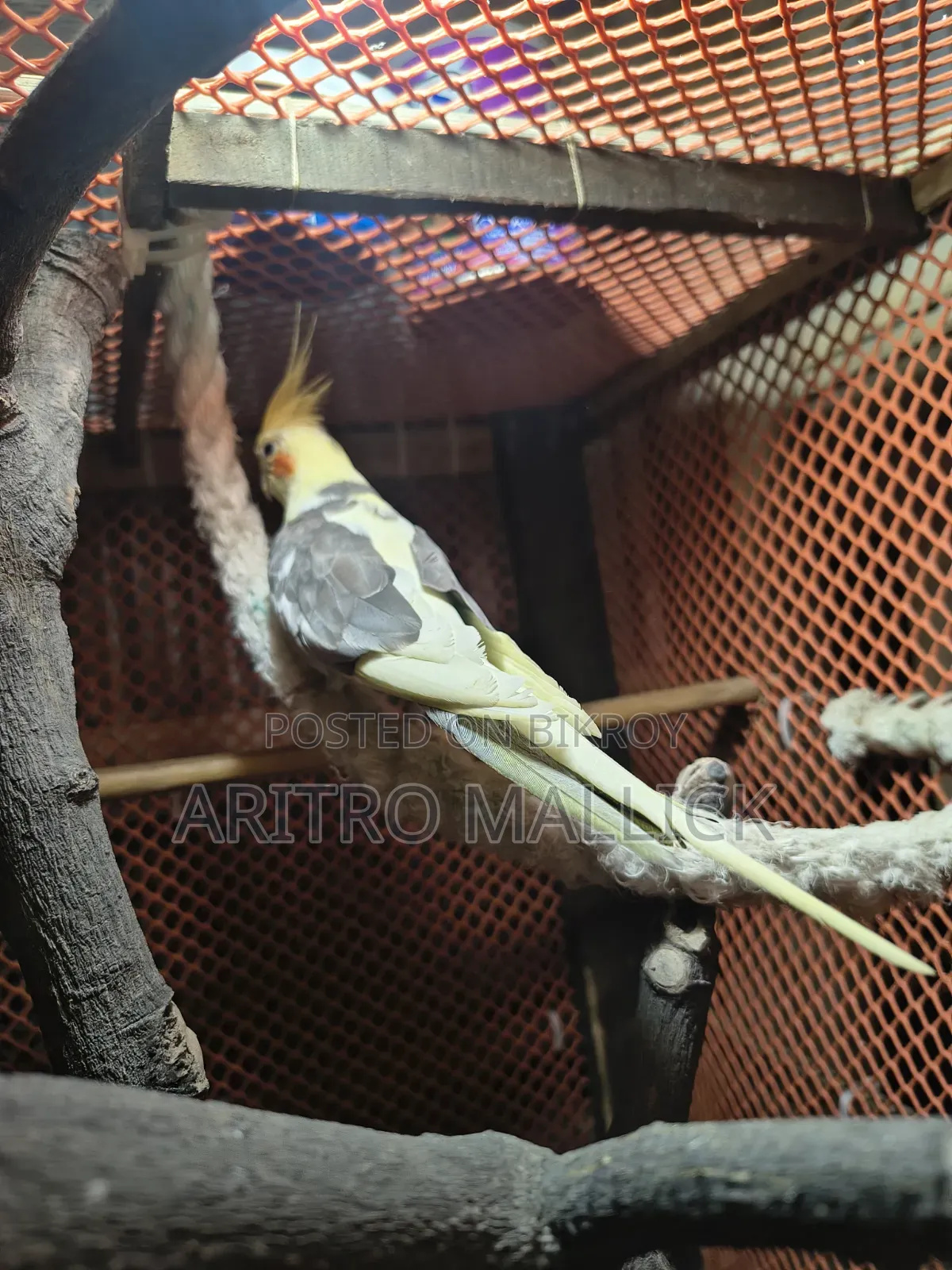 Pied Cockatiel