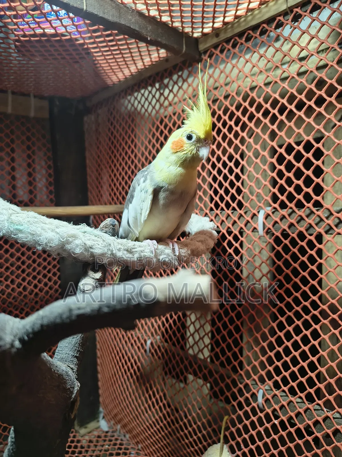 Pied Cockatiel
